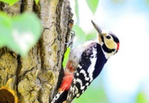 啄木鸟吃什么虫子