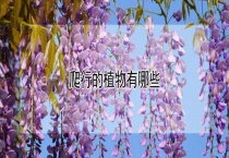 爬行的植物有哪些？