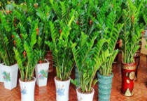 金钱树能浇牛奶吗？