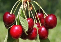 沂南樱桃采摘时间是什么时候