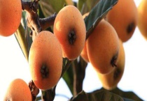 枇杷种子结果需要几年 枇杷的栽种要点