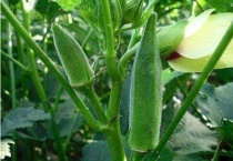 秋葵树能活几年