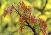 家里为什么不种香椿树