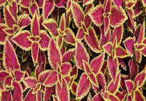 彩叶彩有毒吗 可不可以放在卧室里