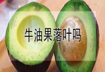 牛油果落叶吗？