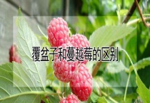覆盆子和蔓越莓的区别？