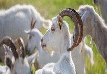 羊乳房炎防治方法 附防治多久？