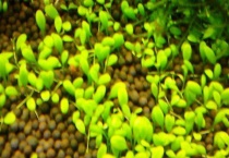 水草种子粘液如何清除