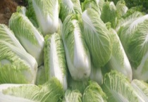 哪些青菜可反复收割 主要种类有哪些？