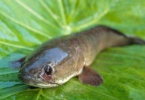 蛇头鱼是不是黑鱼