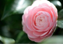 冬天有什么花开