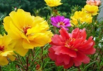 太阳花的寿命有几年