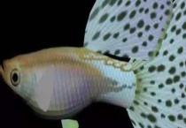 孔雀鱼疾病防治技术 疾病的病因