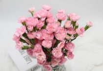 康乃馨的养殖多久？