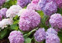 无尽夏为什么只长叶子没花苞