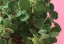 碰碰香几年开花