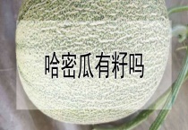 哈密瓜有籽吗？