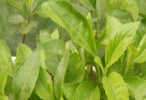 白子菜能生吃吗 附白子菜的吃法