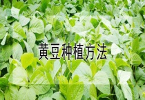 黄豆种植多久？