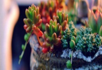 虹之玉和玉米石的区别？