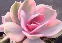 彩虹多肉退锦还能回来吗？