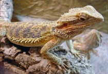 鬃狮蜥蜴吃什么？