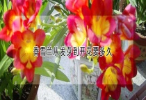 香雪兰从发芽到开花要多久？