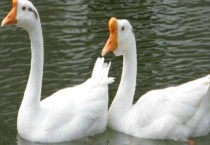 鹅有什么别的名字吗 有什么养殖技术 市场前景怎么样