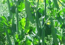 荷兰豆是豌豆吗？