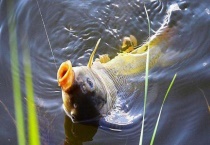 2.0主线适合钓多大鱼？没有固定的值 还得看子线和作钓环境！