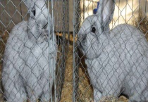 养兔子赚钱吗？如何降低养殖成本