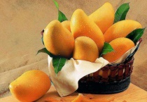 芒果发芽是什么样子