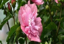 小木槿发黄怎么办？