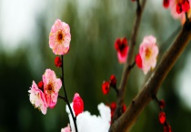 红梅是常绿还是落叶植物 红梅有哪些常见品种