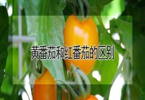 黄番茄和红番茄的区别？