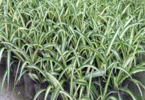 金边吊兰叶尖发黄怎么办？金边吊兰为什么容易干焦发黄