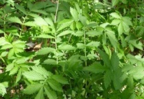 龙秋草又叫什么名