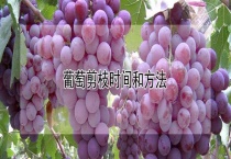 葡萄剪枝时间和多久？