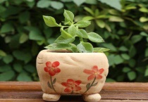 多肉长高不长胖怎么办？