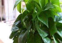 常见的净化空气的室内植物有哪些？附养殖注意事项