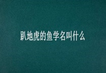 趴地虎的鱼学名叫什么？