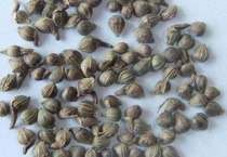 鹅耳枥种子长什么样