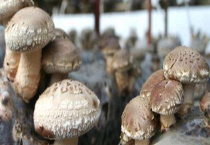 食用菌种植利润怎样 哪种菌类市场前景好