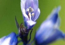 蓝风铃花保存多久？