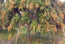 桂圆树是什么样的 附桂圆树的繁殖多久？