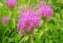 美国薄荷和薄荷的区别？