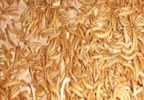 黑粉虫和黄粉虫的区别？ 幼虫、成虫、分布和生性都不同