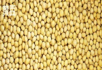 毛豆、黄豆、青豆的区别？