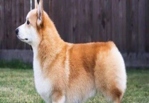 为什么要给狗断尾 怎样进行断尾后的护理