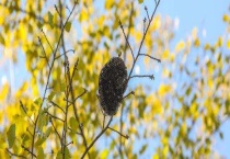 马蜂窝摘除的最佳时间